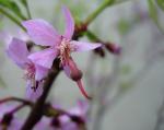Mexikanische Roßkastanie - Ungnadia speciosa