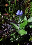 :-Veronica wormskjoldii
