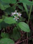 : - Whipplea modesta