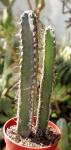 : - Cereus stenogonus