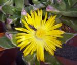 : - Faucaria bosscheana
