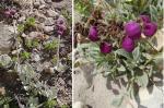 : - Calceolaria arachnoidea