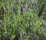Französischer Lavendel - Lavandula dentata