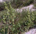 : - Artemisia glabella