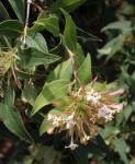 : - Abelia triflora
