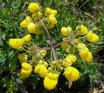 : - Calceolaria salicifolia