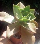 Edles Aeonium - Aeonium nobile