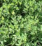 Erdnuss - Arachis hypogaea