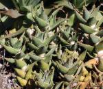 Gehrungs-Aloe - Aloe perfoliata