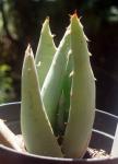 :-Aloe peglerae