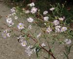 Glattblatt-Aster - Aster novi-belgii