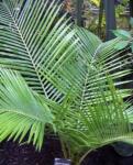 : - Beccariophoenix madagascariensis
