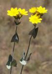 Durchwachsenblättriger Bitterling - Blackstonia perfoliata