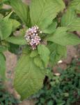 Japanische Schönfrucht - Callicarpa japonica