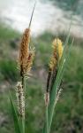 Braun-Segge - Carex nigra