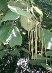 Kleinblütiger Trompetenbaum - Catalpa ovata