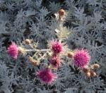 Silbernes Greiskraut - Centaurea cineraria