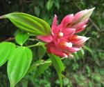 : - Cavendishia bracteata