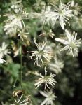 Brennende Waldrebe - Clematis flammula