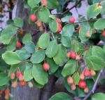 Zabels Strauchmispel - Cotoneaster zabelii