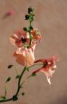 : - Diascia barberae