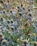 : - Eryngium dichotomum