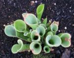 Nickender Sumpfkrug - Heliamphora nutans