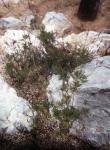 : - Lavandula pinnata