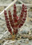 : - Microcnemum coralloides