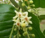 : - Cariniana estrellensis