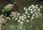 Hirschwurz - Peucedanum cervaria