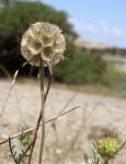 Stern-Skabiose - Scabiosa stellata
