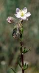 : - Spergularia maritima