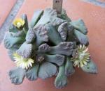: - Titanopsis calcarea