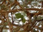 Schirmakazie - Vachellia tortilis