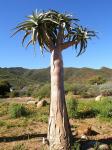 : - Aloe dichotoma subsp. pillansii