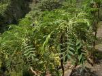 : - Bencomia caudata
