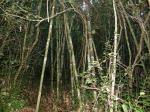 : - Cathariostachys madagascariensis