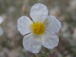 Apenninen-Sonnenröschen - Helianthemum apenninum