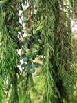 Afrikanische Bleistiftzeder - Juniperus procera
