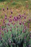 : - Lavandula pedunculata