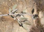 : - Pervillaea venenata