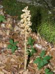 Vogel-Nestwurz-Neottia nidus-avis