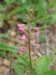 :-Desmodium incanum