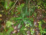 Amerikanischer Weihnachtsfarn - Polystichum acrostichoides