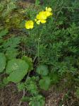 Kanarische Butterblume - Ranunculus cortusifolius