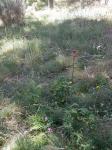 : - Rhaponticum exaltatum