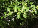 Wilde Jujube - Ziziphus lotus