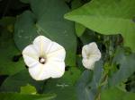 Trichterwinde - Ipomoea obscura