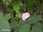 : - Vigna adenantha
